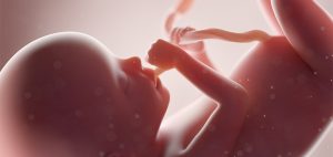 مراحل رشد جنین از لقاح تا زایمان