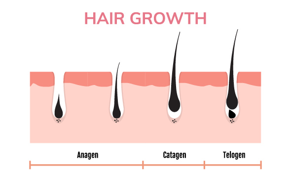 چرخه‌ های رشد مو چیست