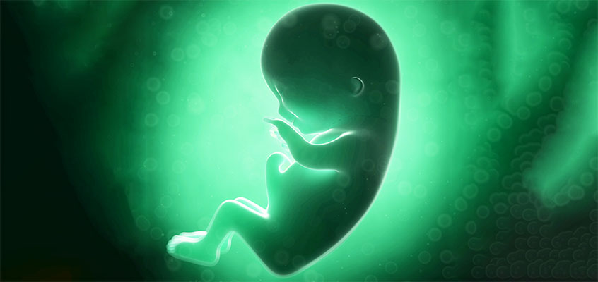 جنین در سه ماهگی1
