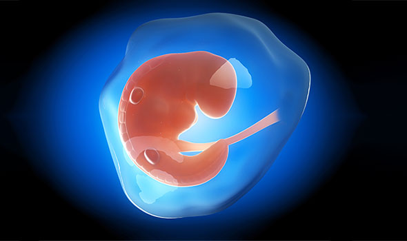 رشد جنین یک ماهه