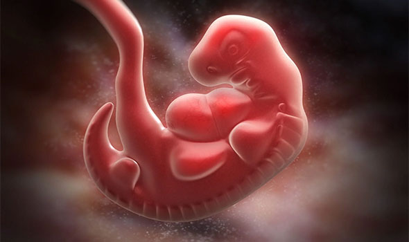 تغییرات جنین در ماه اول بارداری-1
