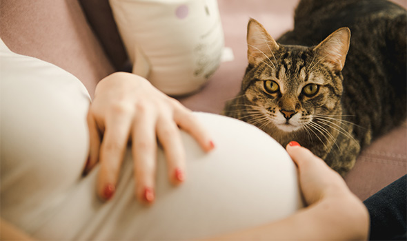 زنان باردار و گربه