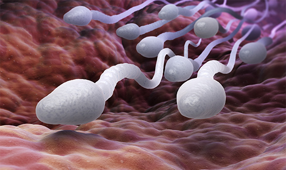 تقویت اسپرم مردان جهت افزایش احتمال باردار شدن