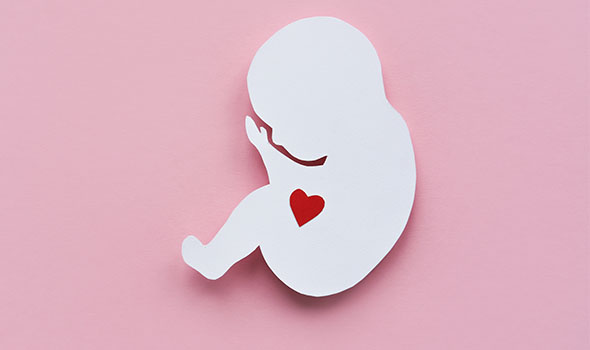 هفته هفتم بارداری و قلب جنین
