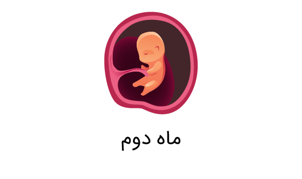 جنین 2 ماهه
