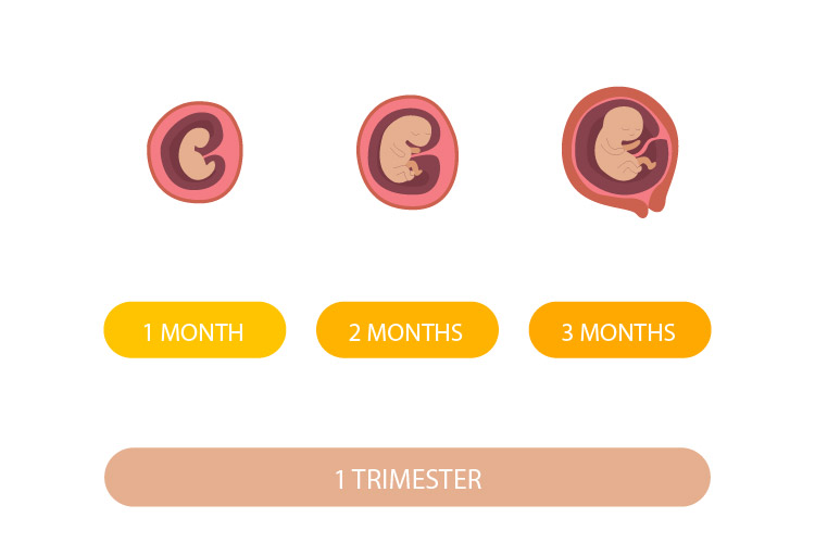 رشد جنین در سه ماهه اول بارداری چگونه است؟-01