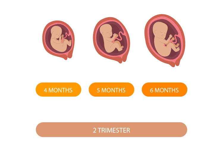 سه ماهه دوم دوران بارداری-01