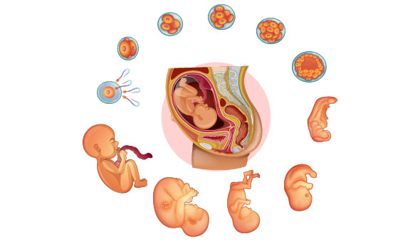 انواع حرکات جنین در طول دوران بارداری
