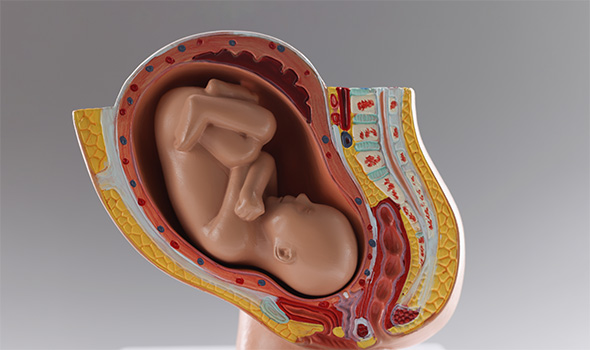 حرکات جنین در واژن