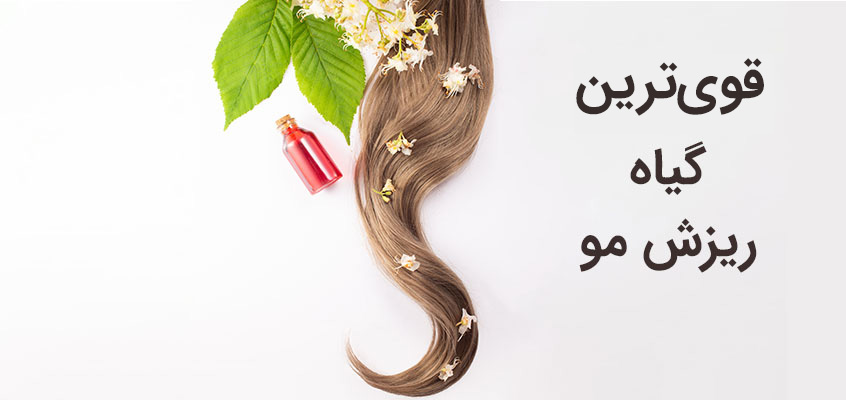 قوی ترین گیاه ریزش مو